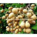 Longan (Canned Longan)